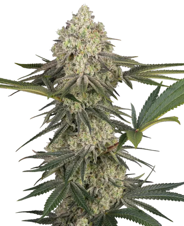 Sensi Seeds Triple Mints XXL