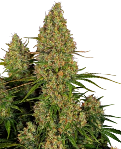 Sensi Seeds Sticky Orange XXL AUTO