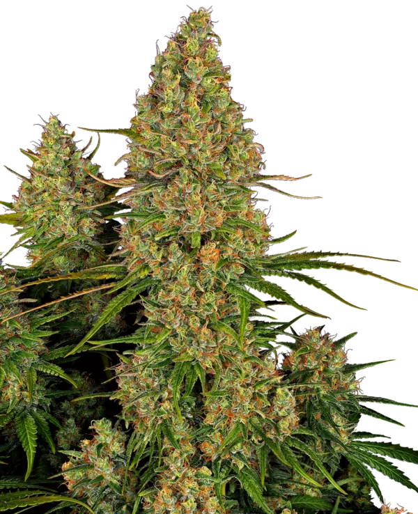 Sensi Seeds Sticky Orange XXL AUTO