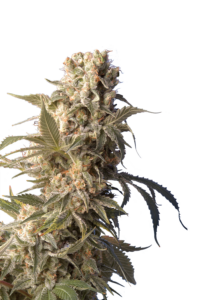 Serious Seeds Ak-47