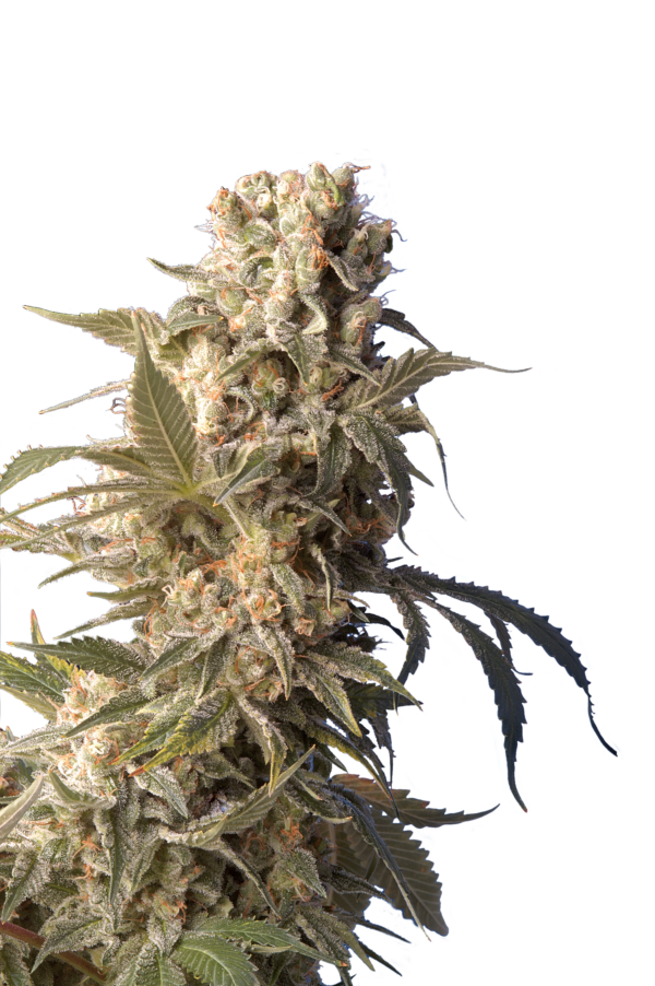 Serious Seeds Ak-47