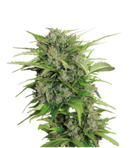 Serious Seeds AUTO Ak-47