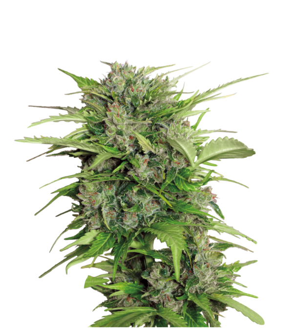 Serious Seeds AUTO Ak-47