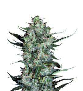 Serious Seeds AUTO White Russian#1