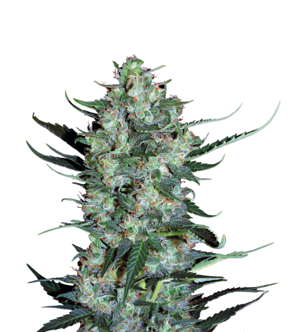 Serious Seeds AUTO White Russian#1