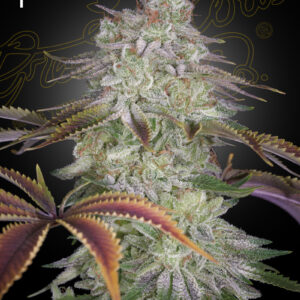 Green House Seeds AlienZ