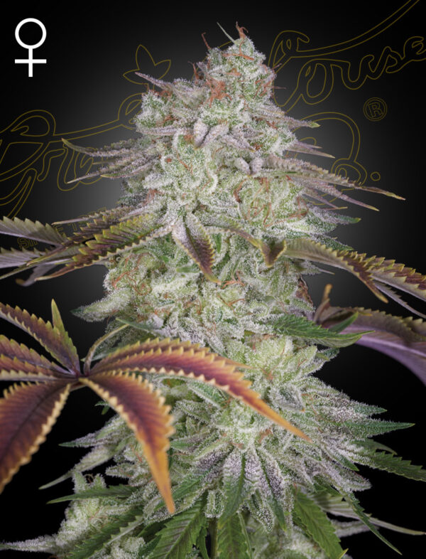 Green House Seeds AlienZ