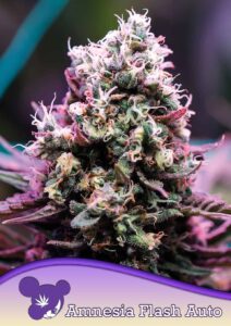 Anesia Seeds Amnesia Flash AUTO