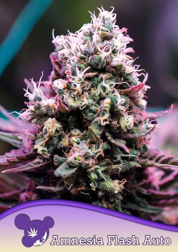 Anesia Seeds Amnesia Flash AUTO
