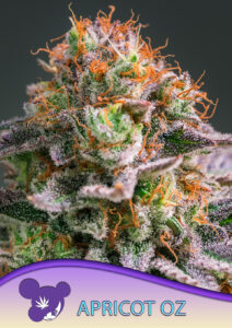 Anesia Seeds Apricot Oreoz
