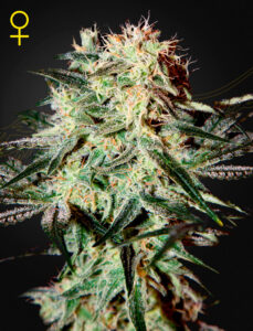 Green House Seeds Arjan’s Strawberry Haze