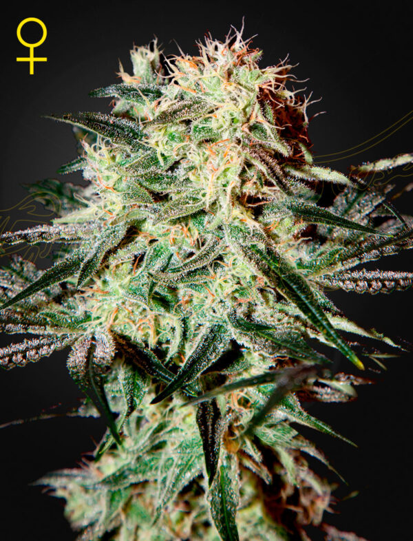 Green House Seeds Arjan’s Strawberry Haze