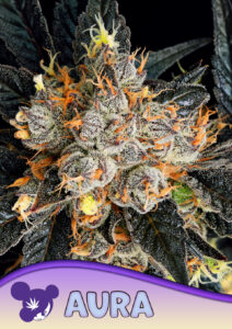 Anesia Seeds Aura