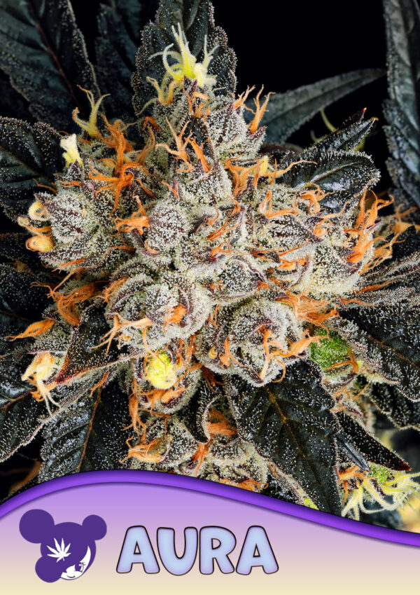 Anesia Seeds Aura