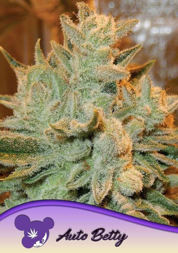 Anesia Seeds AUTO Betty