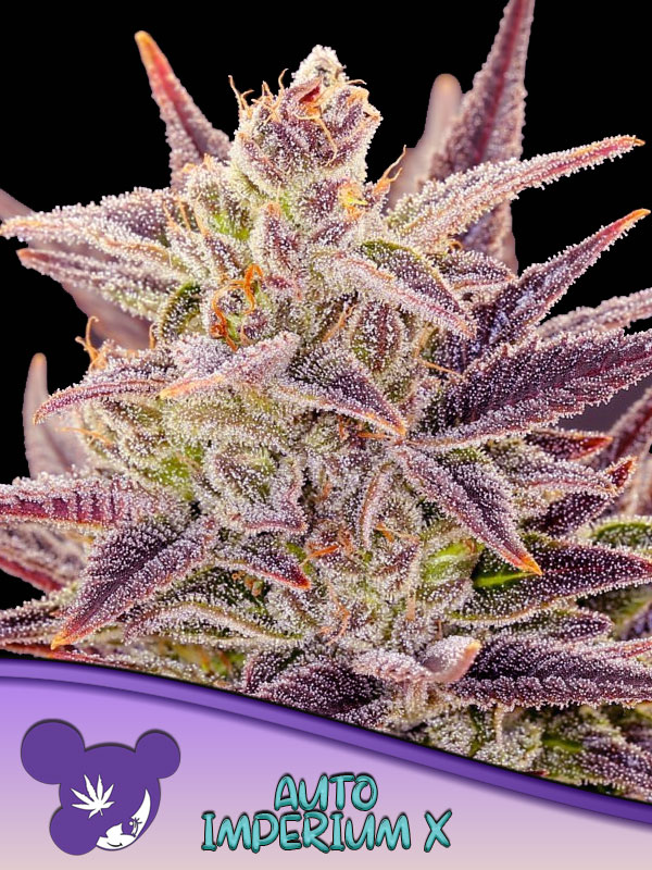 Anesia Seeds AUTO Imperium X