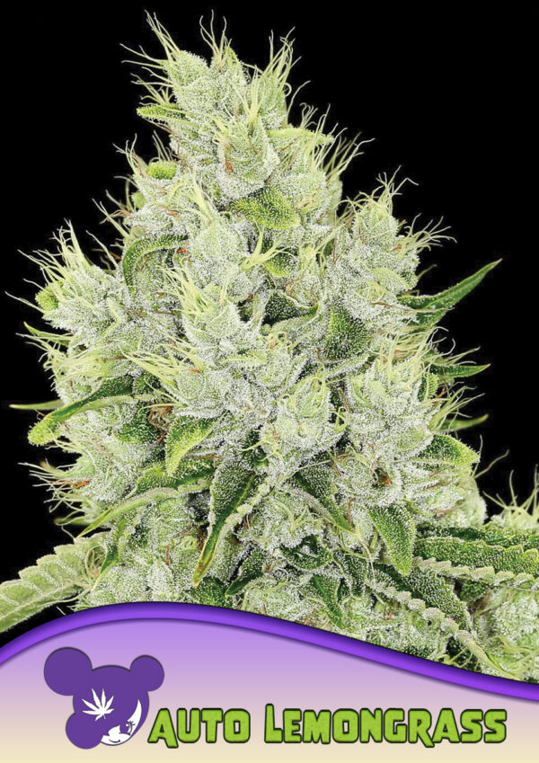Anesia Seeds AUTO Lemongrass