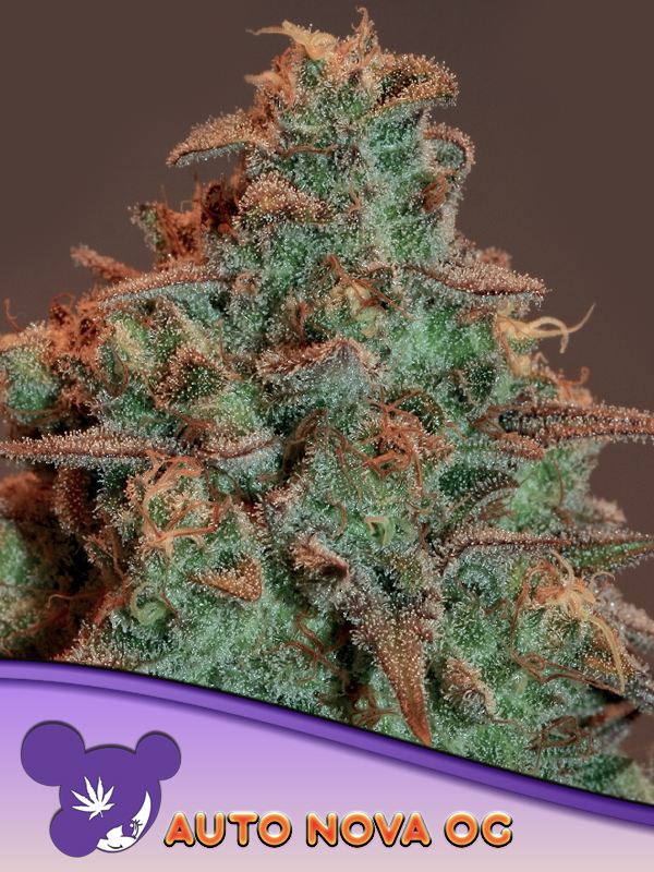 Anesia Seeds AUTO Nova OG