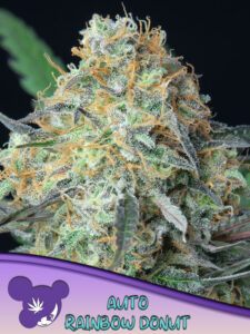 Anesia Seeds Rainbow Donut AUTO