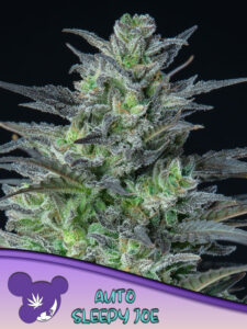 Anesia Seeds AUTO Sleepy Joe