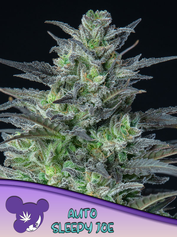 Anesia Seeds AUTO Sleepy Joe