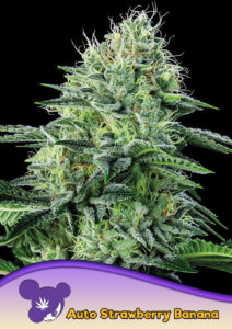 Anesia Seeds AUTO Strawberry Banana