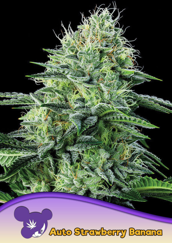 Anesia Seeds AUTO Strawberry Banana