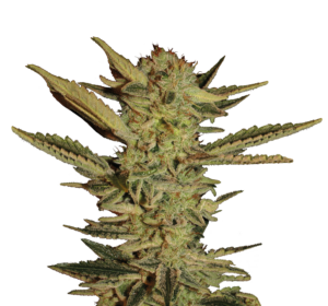 Serious Seeds Bubble Gum