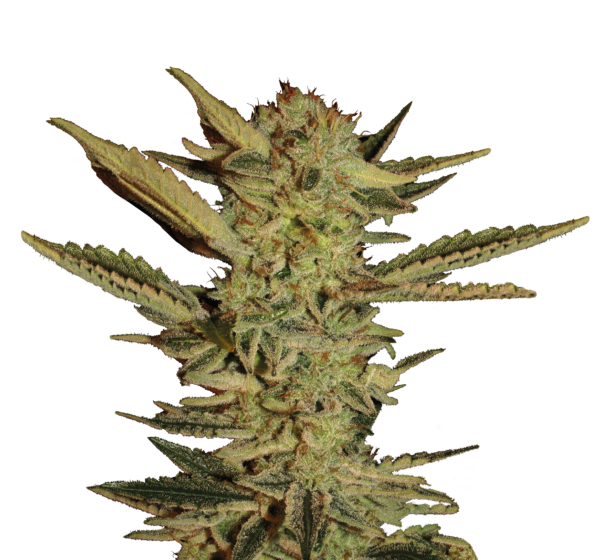 Serious Seeds Bubble Gum
