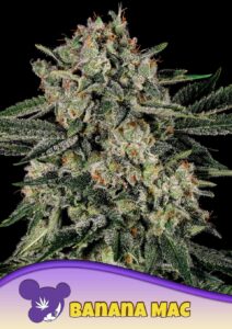 Anesia Seeds Banana Mac