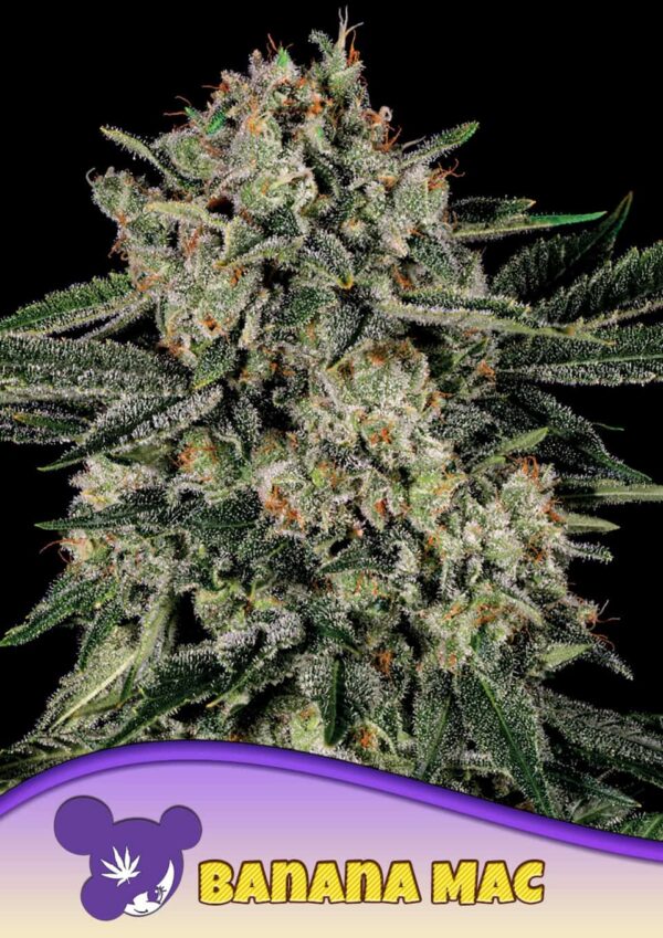 Anesia Seeds Banana Mac