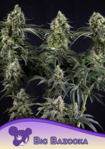 Anesia Seeds Big Bazooka