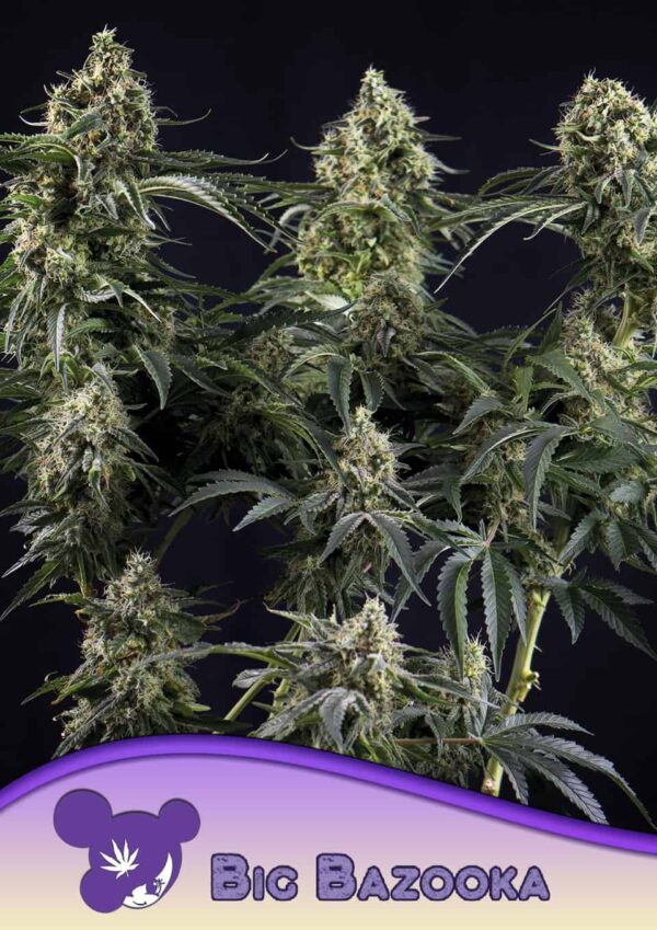Anesia Seeds Big Bazooka