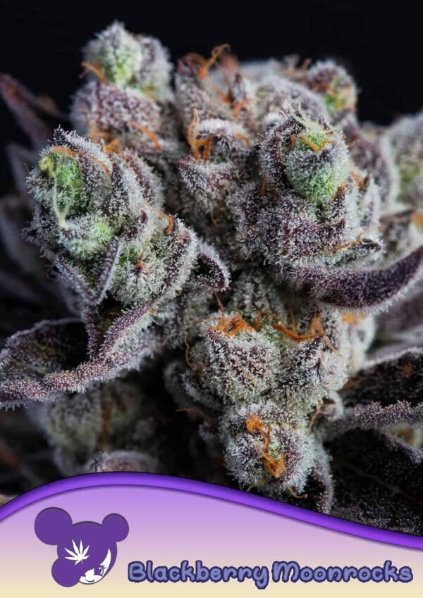 Anesia Seeds Blackberry Moonrocks