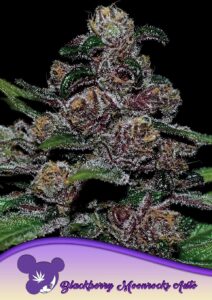 Anesia Seeds AUTO Blackberry Moonrocks