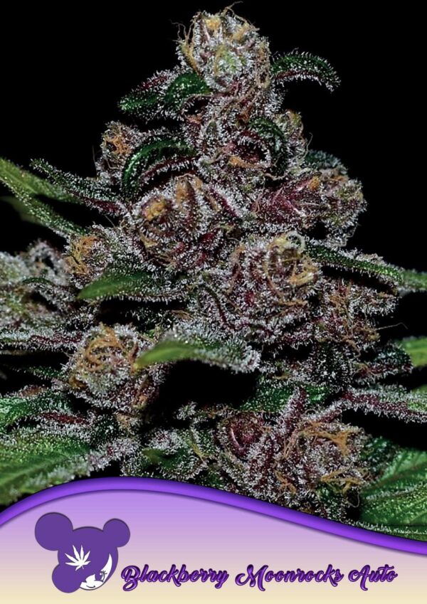 Anesia Seeds AUTO Blackberry Moonrocks