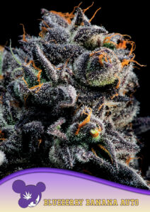 Anesia Seeds AUTO Blueberry Banana