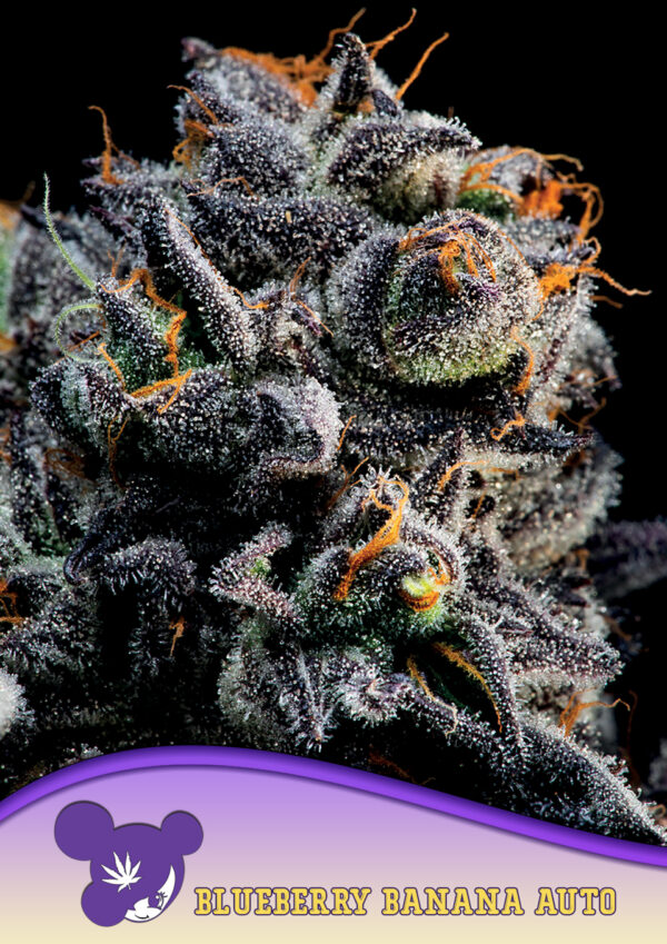 Anesia Seeds AUTO Blueberry Banana