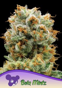 Anesia Seeds Bola Mintz