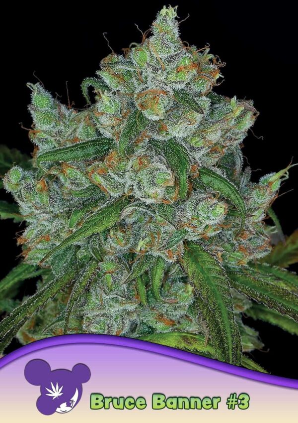 Anesia Seeds Bruce Banner #3