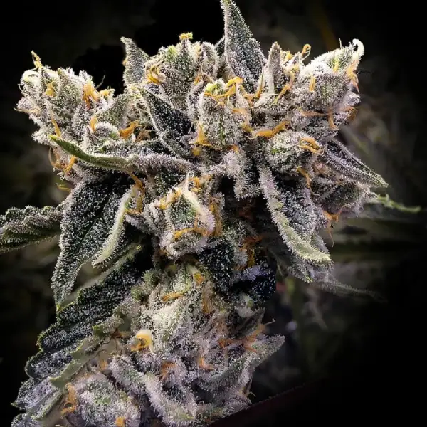 DNA Genetics Bruised Banana