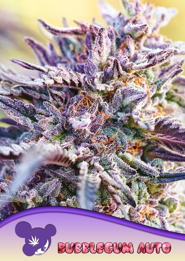 Anesia Seeds AUTO Bubblegum