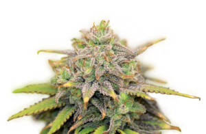 Serious Seeds CBD Warlock