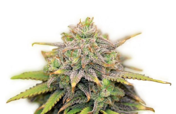 Serious Seeds CBD Warlock