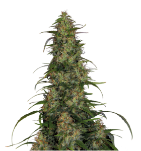 Serious Seeds CBD Chronic