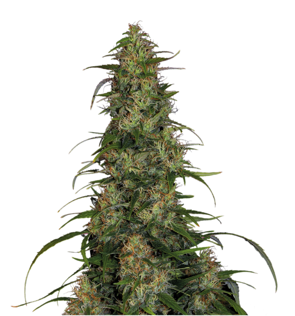 Serious Seeds CBD Chronic