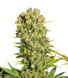 Serious Seeds Chronic