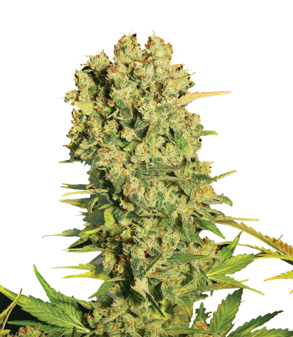Serious Seeds Chronic