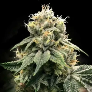 DNA Genetics Chocolate Truffle Shuffle (C.S.T.)