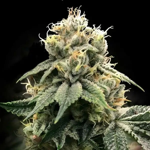 DNA Genetics Chocolate Truffle Shuffle (C.T.S.)